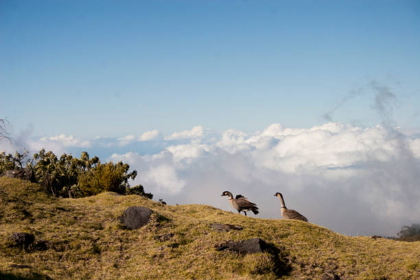 istock Hawaiian Nene Geese 2180032245