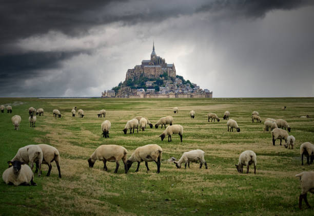 Flock of sheep grazing in front of Le Mont Saint Michel in Normandy, one of the most famous attractions in France