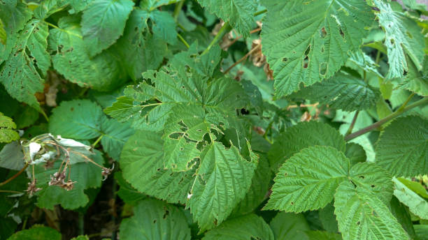 istock Raspberry Leaves Damaged by Pests or Disease in a Garden 2180033859