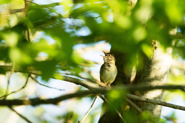 Common grasshopper warbler singing on a beautiful late spring morning in Estonia, Northern Europe