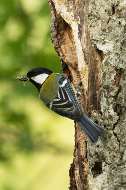 istock Great tit entering a nesting cavity in a tree during breeding season in Estonia 2180039571