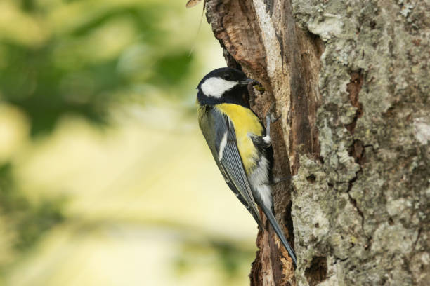 istock Great tit entering a nesting cavity in a tree during breeding season in Estonia 2180039779