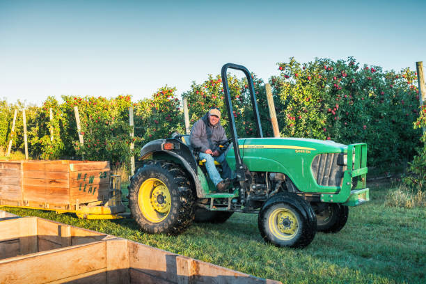 Apple Orchard Harvesting Worker Harvesting worker works in an apple orchard in Kent County, Michigan, USA on a sunny morning. michigan farmland stock pictures, royalty-free photos & images