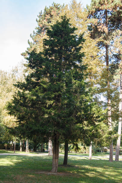 istock pine tree in a park with green foliage 2180043495