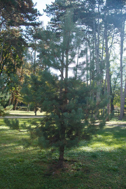 istock small pine tree in a park with green foliage 2180044231