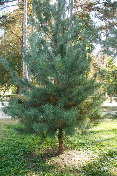 istock small pine tree in a park with green foliage 2180044765