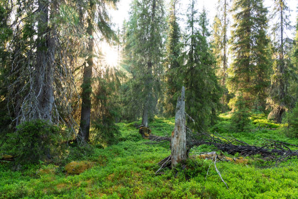 istock An old-growth coniferous forest with tall Spruce trees on a sunny summer evening in Riisitunturi National Park, Finland 2180046190