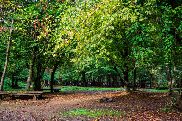 Autumn Trees in the Forest