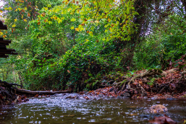 Autumn Trees in the Forest