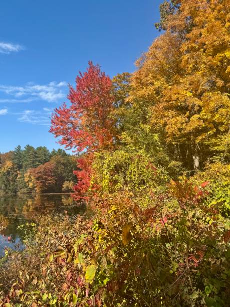 istock Vertical Pic of Fall Foliage with Red Tree 2180049412