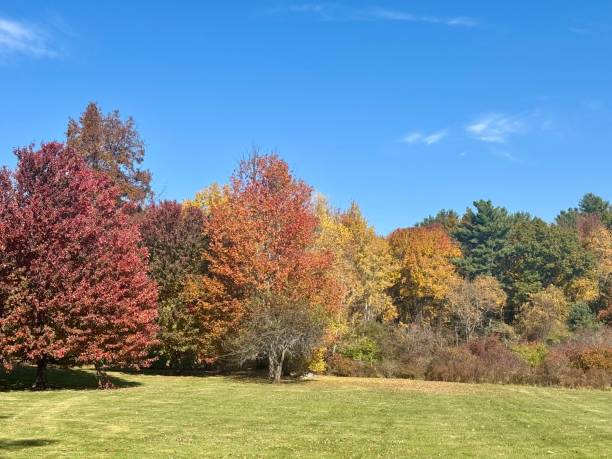 istock Horizontal pic of fall foliage 2180049422