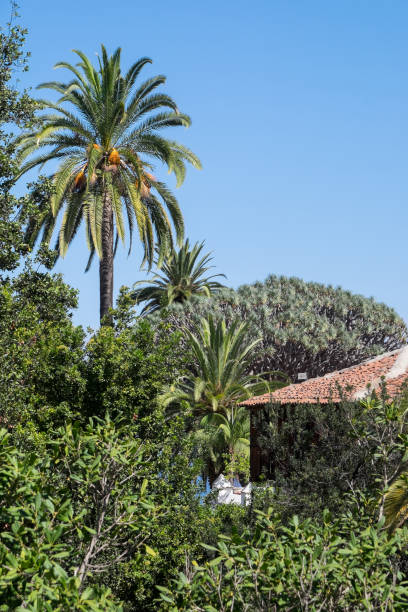 istock Rural scene in Tenerife, Canary Islands 2180049435