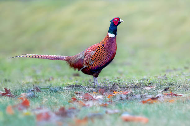 istock Common Pheasant,  Phasianus colchicus , bird with long tail on the green grass meadow. 2180049551