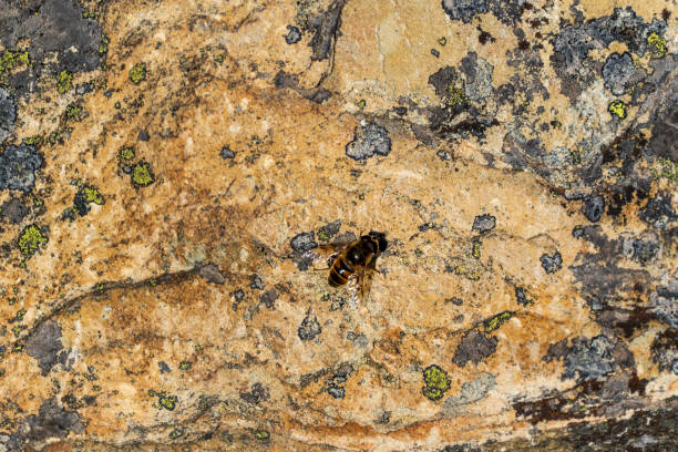 Red bee (Rhodanthidium sticticum Fabricius) sunbathing on rock soil on the path of the Parc Natural dels Voltors in Alcoy