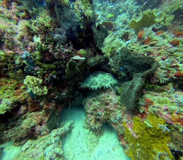 The Wobeegong is a very rare sight for scuba divers since they are timid and usually found in deeper waters.