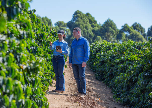 istock Farmers in coffee plantation 2180053608