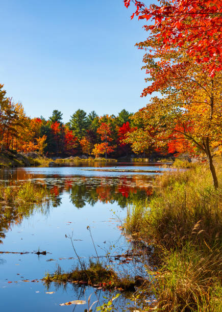 istock Bright Vibrant Autumn Fall Tree Leaf Colours Reflected in the Lake Water Mirror Surface Surrounded by Marsh Areas, Frontenac Park, Ontario, Canada 2180054551