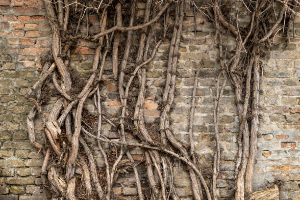 istock Old brick wall with intertwined dry roots 2180058159