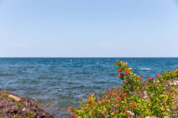 Shoreline background with selective focus on the wildflowers in foreground.  Taken on the rocky shore of Lake Superior in Michigan's Upper Peninsula.  Concepts could include nature, travel, environment, others.