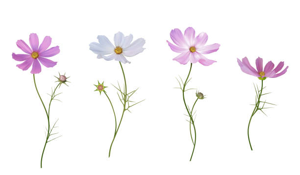 istock Cosmos flower. Beautiful flowers on white background. Pink. Purple. White. Mexican aster. Blooming. Isolated. A set of beautiful wild flowers. 2180061143