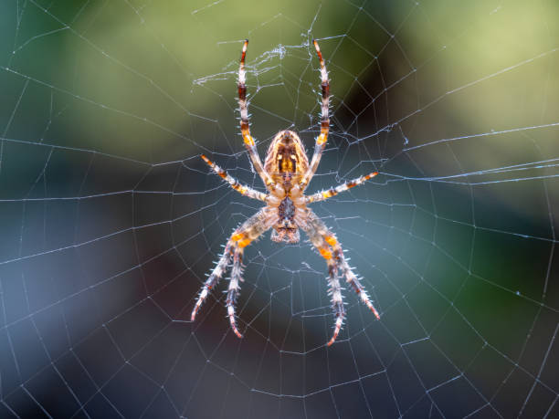 istock European Garden Spider (Araneus diadematus) closeup, Central Switzerland 2180062785