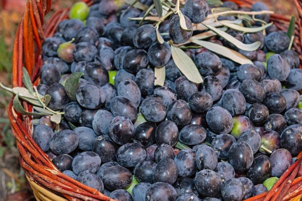 Black olives picked from a tree in a basket.