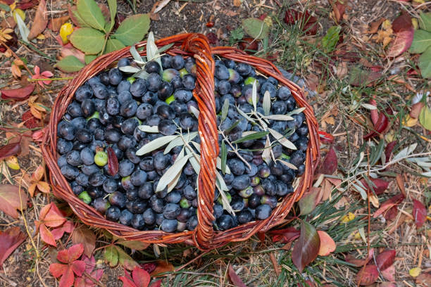 Black olives picked from a tree in a basket.