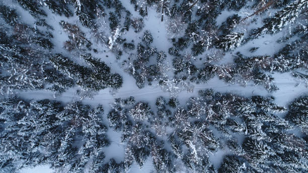 istock Winter snow scenery in Coniferous forests,Xinjiang,China,Asia. 2180065521