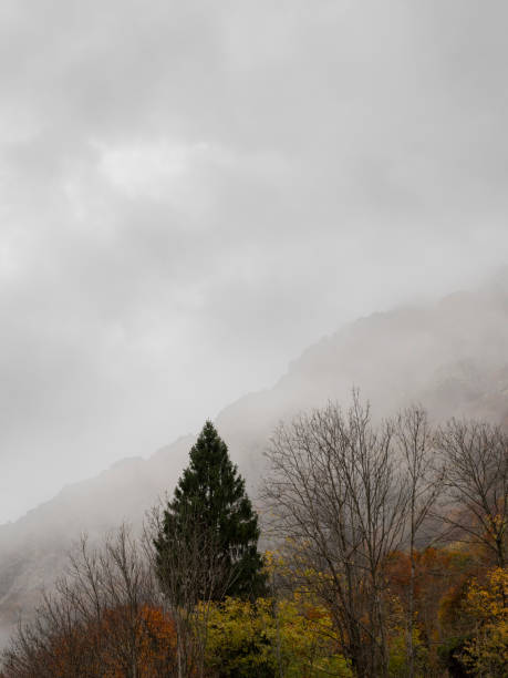 Panorama of a forest in the Maritime Alps in the autumn season