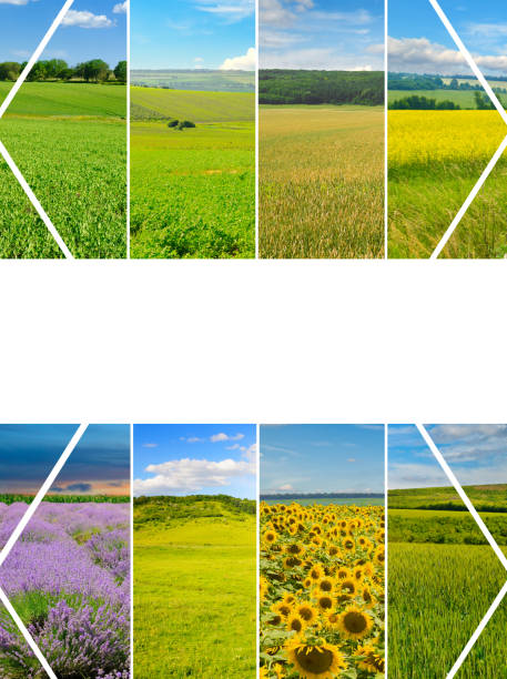 istock Panoramic view of green field and blue sky. Collage. Free space for text. 2180067746