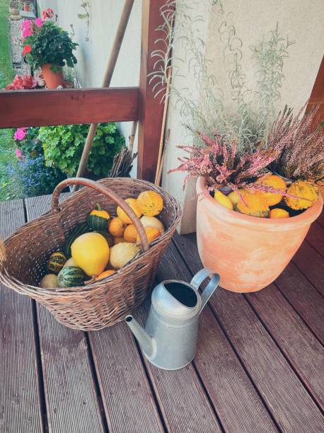 Autumn, pumpkins