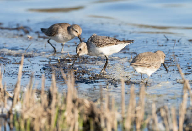 istock Dunlin. Fuente de Piedra lagoon, Malaga, Spain (Calidris alpina) 2180071768