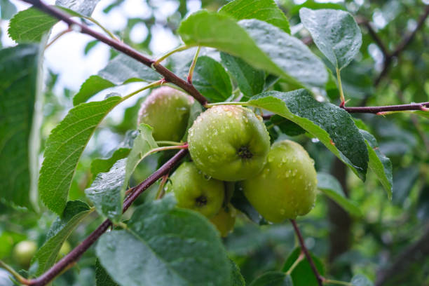 istock Green apples on their tree, wet from heavy rain. 2180071968