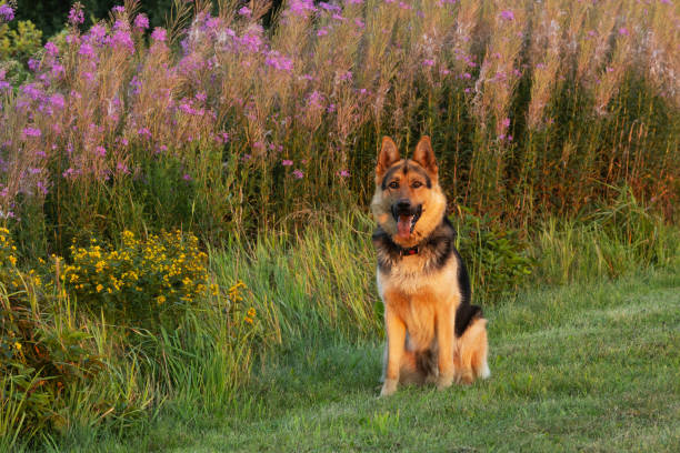 German shepherd sitting on cut grass on a beautiful summer evening in rural Estonia, Northern Europe.