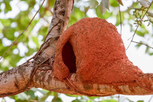 istock Nest of the Rufous Hornero bird 2180072793