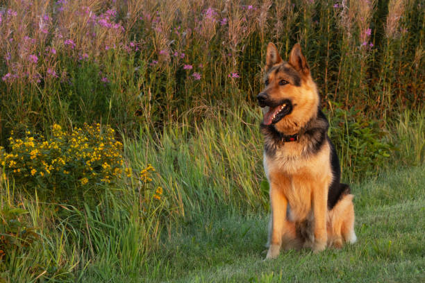 German shepherd sitting on cut grass on a beautiful summer evening in rural Estonia, Northern Europe.