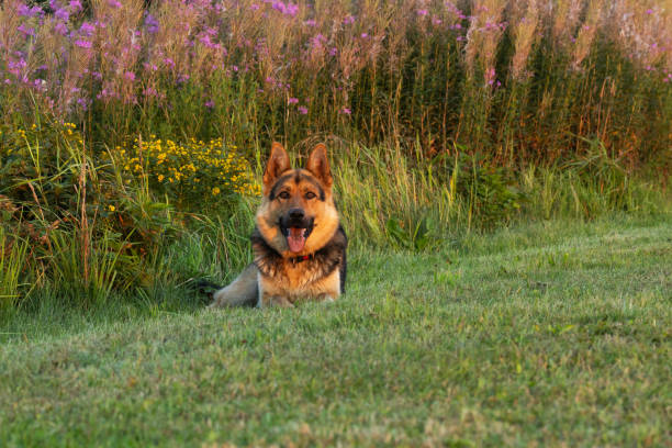 German shepherd laying on cut grass on a beautiful summer evening in rural Estonia, Northern Europe.