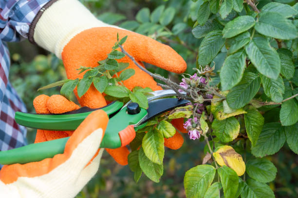 istock gardener cuts with secateurs dry bush branches in rosarium rose garden 2180074650