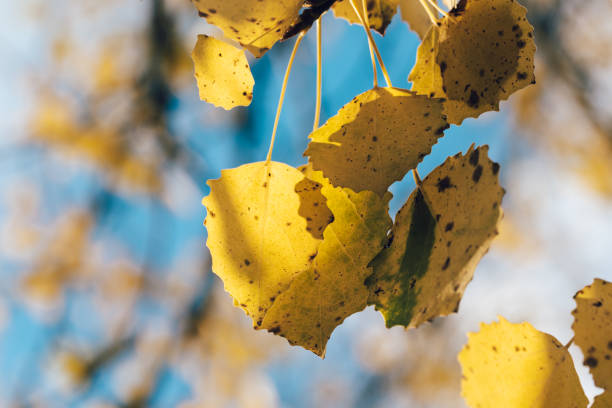 Branch with yellow autumn leaves on blue sky background