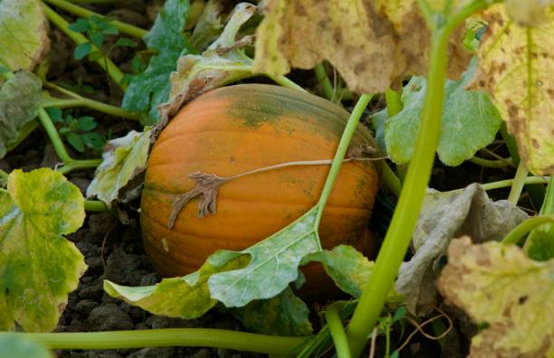 istock Organic pumpkin harvest on the farm 2180076550