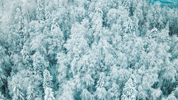 istock Snow-covered forest from above. A stunning aerial view of a dense forest completely blanketed in snow. The trees are heavily laden with snow, creating a winter wonderland effect. 2180077034