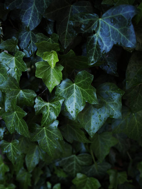 istock tropical jungle foliage, dark green leaf nature background 2180077972