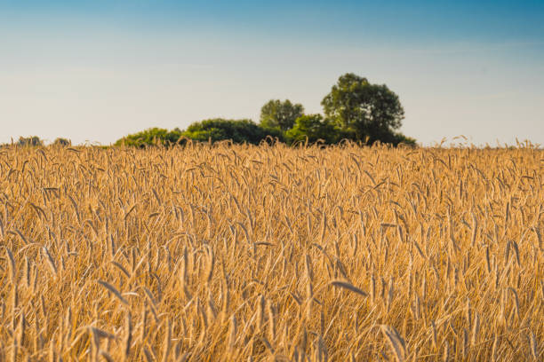 Ears of wheat growing in the field during summertime. Closeup shot.