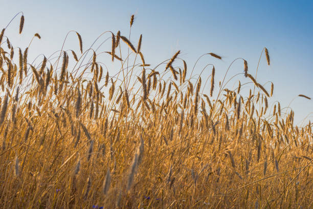 istock Ears of wheat growing in the field 2180078818