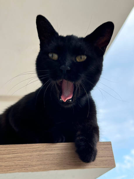 istock Black cat meowing and stuck out tongue. 2180079109