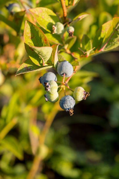 istock Fresh and juicy blueberries growing on a branch 2180081112