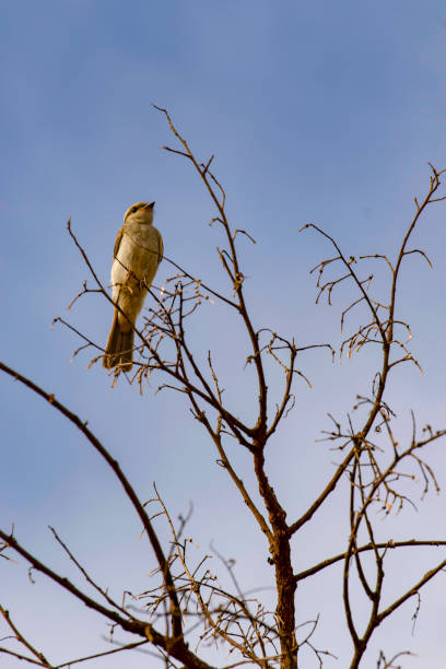 istock Bird on a tree branch with a blue sky in the background 2180083575