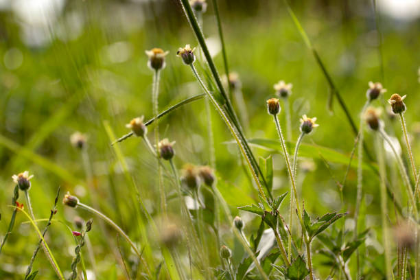 Macro photography of small yellow and white flowers with blurred green background, leaves with rain dew