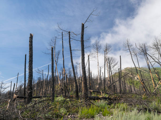 istock Burnt pine trunks after the fire and the storm 2180085070