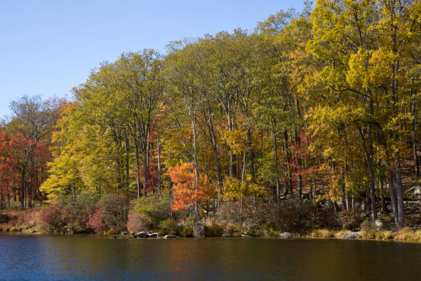 Autumn lakeside in the New York State forest.